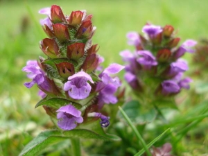 Self Heal