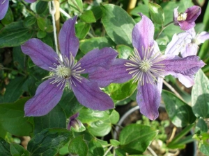 Clematis