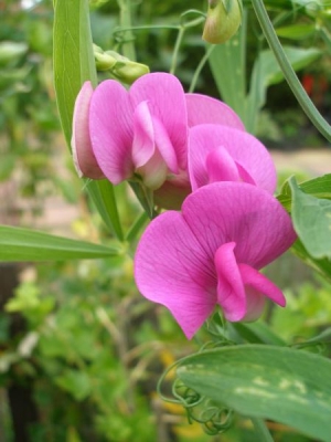 Perennial Pea