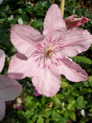 Clematis