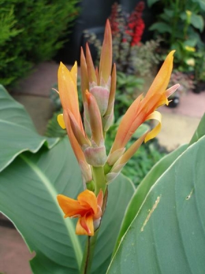 Canna Altensteinii