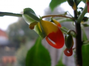 Impatiens niamniamensis