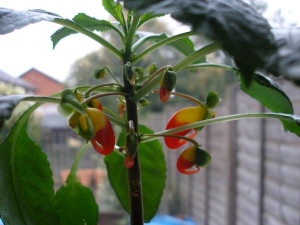 Impatiens niamnaimensis