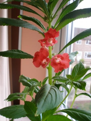 Impatiens Balsamina