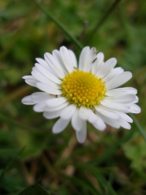 Daisy