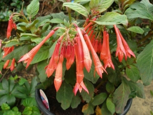 Fuschia