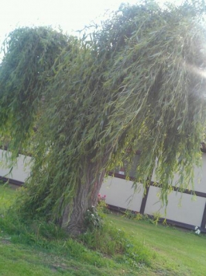 Weeping willow