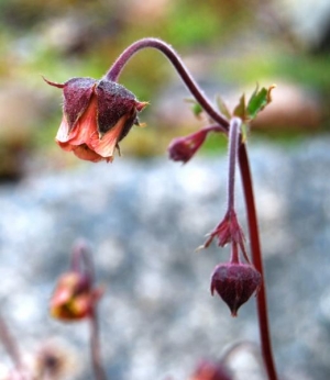 water avens