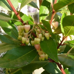 Arbutus again