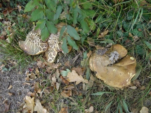 Boletus sp.