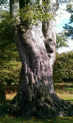 Beech tree at dunham park.