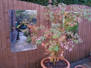 DSC02484 (640x480) Acer reflected in mirror.View through to pool.