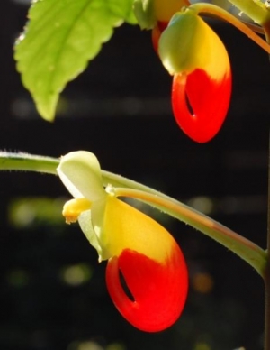 Impatiens niamianensis