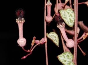 Ceropegia woodiiVery easy!