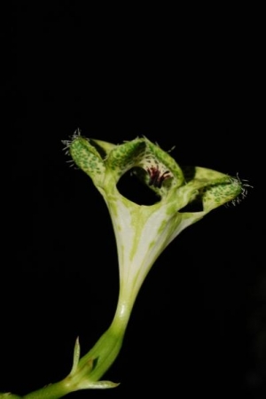 Ceropegia sandersonii