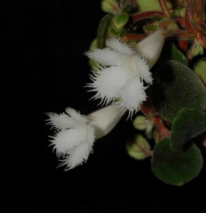 Alsobia dianthiflora