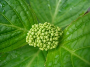 Hydrangea Bub