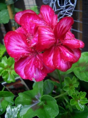 Pelargonium