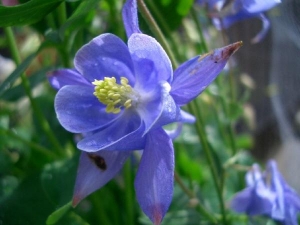 fading Aquilegia Bloom