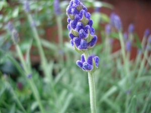 Lavender Stalk