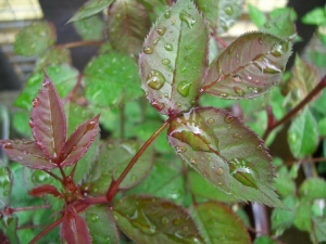 Raindrops on Roses