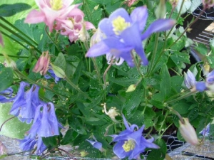 A rush of Aquilegia bloom