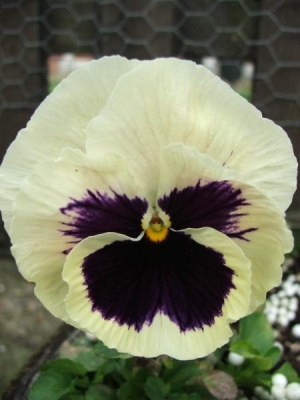 The ever popular Pansy