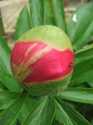 An ant's work is never done cleaning a Peony :)