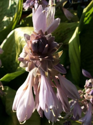 My Hosta in fading mode