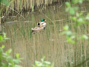 Bolsover Wildlife