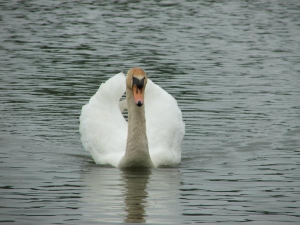 Displaying Swan