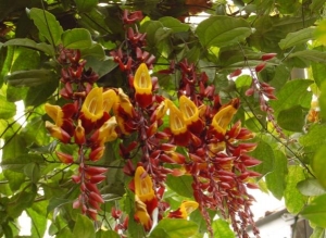 Thunbergia mysorensis