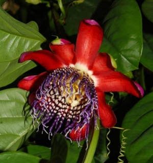 passiflora alata