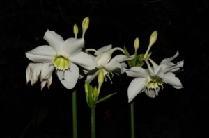 Eucharis amazonica