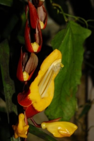 Thunbergia mysorensis