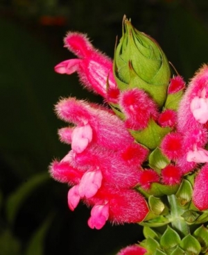 Salvia oxyphora