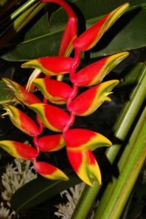 Heliconia rostrata