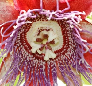 Passiflora Quadrangularis