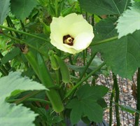 493m Clemson Spineless Okra