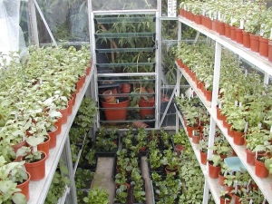 Full up with fuchsia seedling crosses,used every inch of space