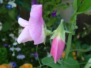 sweetpeas