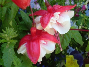 fuschias