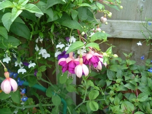 Sweetpea66 flower album