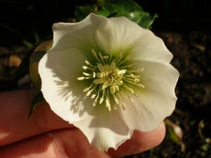 Hellebore New Zealand Hybrid 2012