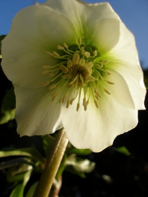 Hellebore New Zealand Hybrid 2012