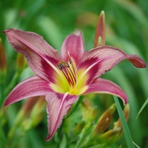 Daylilies