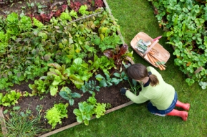 organic vegetable garden