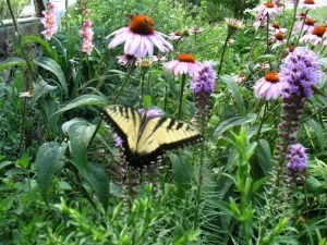 swallowtail