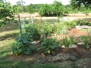 squash in the flower bed