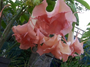 Brugmansia's